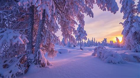Nature Winter Sunset Trees Snow Hd Wallpaper Wallpaperbetter