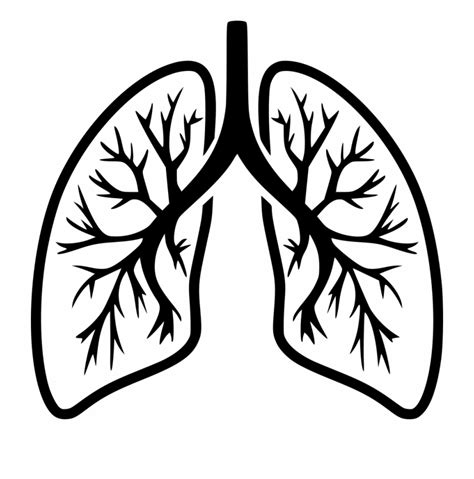 Lungs Clipart Svg Lungs Svg Transparent Free For Download On