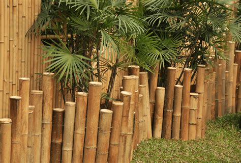 10 Awesome Bamboo Backyard Ideas Backyard Certified