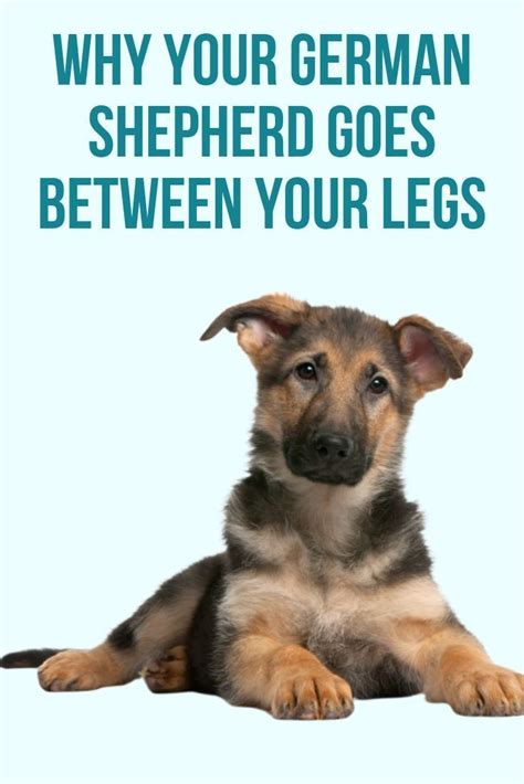 This quick tips guide goes in depth into how to deliver puppies before, during and after! Why does my German Shepherd go between my legs? | German ...