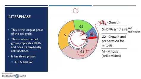 The Cell Cycle Youtube