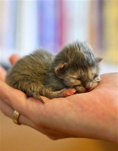 What To Give Newborn Kittens