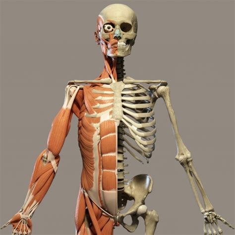 Human Anatomy Front Free Stock Photo Public Domain Pictures
