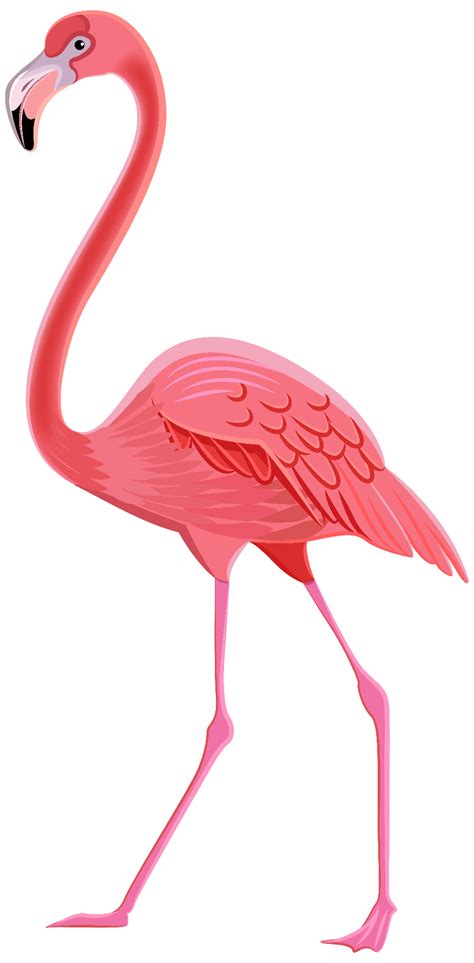 Download High Quality flamingo clipart high resolution Transparent PNG png image