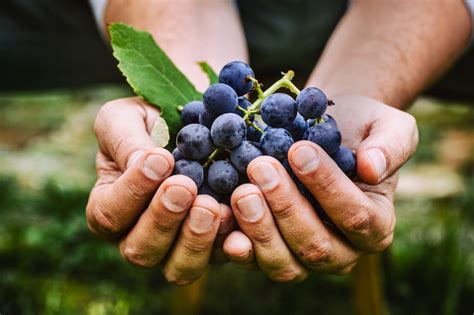 Ökologischer Weinbau Gut Für Boden Traube Und Mensch Geier