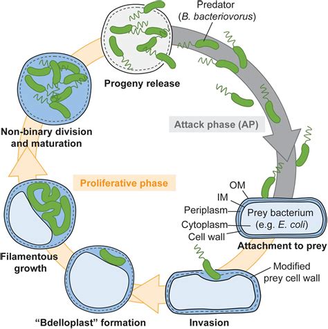 Bdellovibrio Bacteriovorus Scheda Batteriologica E Approfondimenti