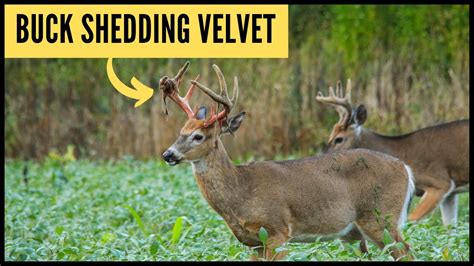 Whitetail Deer Buck Shedding Antler Velvet Youtube