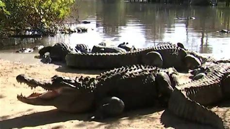 Which Lake In Florida Has The Most Alligators Youtube
