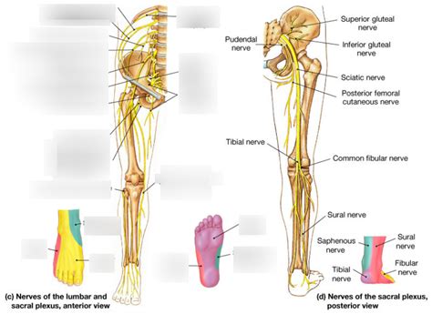 3 Nerves Of The Lumbar And Sacral Plexus Anterior View Diagram