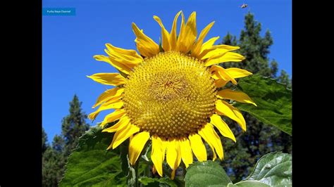 Bunga matahari atau helianthus merupakan tanaman asli amerika utara, amerika tengah, dan amerika serikat. Gambar Bunga Matahari Yang Besar | Pickini