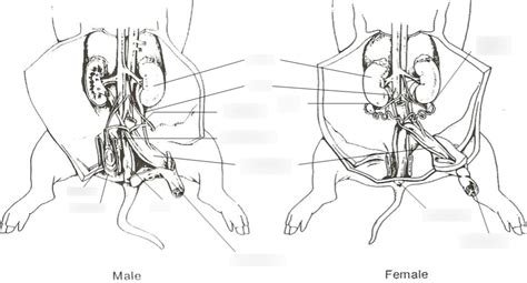 Fetal Pig Practicum Reproductive System Part 2 Diagram Quizlet