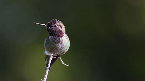 Anna S Hummingbird Audubon Field Guide