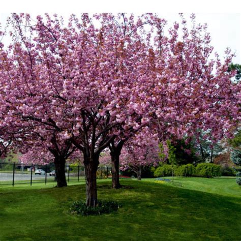 Cherry Blossom Tree For Sale For Sale In Clarinbridge Galway From Df260577