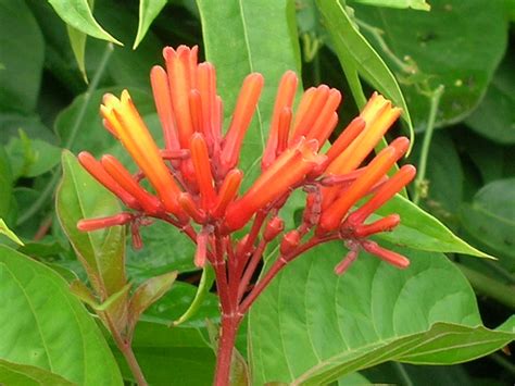 Hamelia Patens Firebush3 Florida Native Plants Colorful Plants