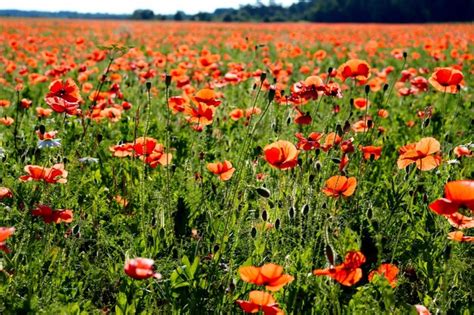 Premium Photo Meadow Chamomile Flowers And Red Poppies Rural Landscape