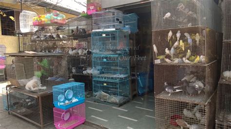 But you need to know the best items to sell. Pet Shops in Mumbai's Crawford Market (1) - Wheels On Our Feet