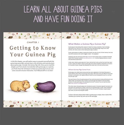 The Guinea Pig Guide Guinea Pig Care Book Pdf Over 100 Etsy