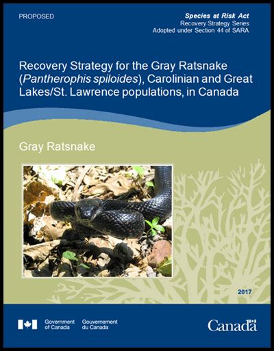 Gray Ratsnake Pantherophis Spiloides Proposed Recovery Strategy 2017