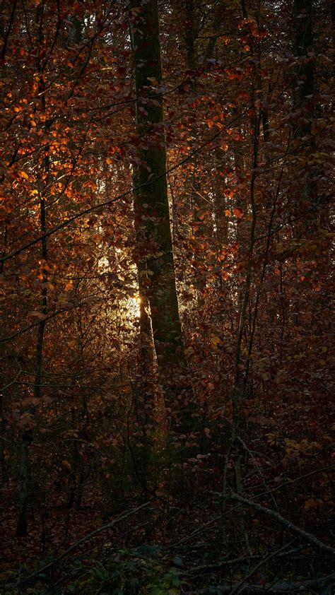 Download Wallpaper 2160x3840 Forest Trees Branches Leaves Light