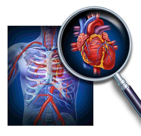 The Circulatory System