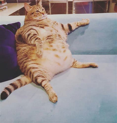Смешной Толстый Кот из архива нашлось фото с фото стока