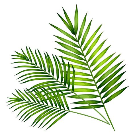 tropical palm leaves set isolated on white background vector illustration eps10 stock