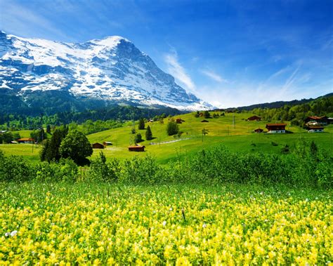 Spring Landscape Nature Switzerland Meadow With Yellow