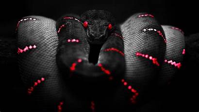 Snake Boa Constrictor Desktop Wallpapers Backgrounds Mobile