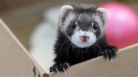 As an owner of three ferrets who lives in a small apartment, they do perfectly fine! Important Facts About The Ferret - Petland Kennesaw