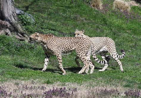 The Cheetahs Photograph By William E Rogers Fine Art America