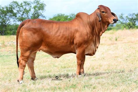 Moreno Ranches Announces Post On The Genetic Excellence Of Their