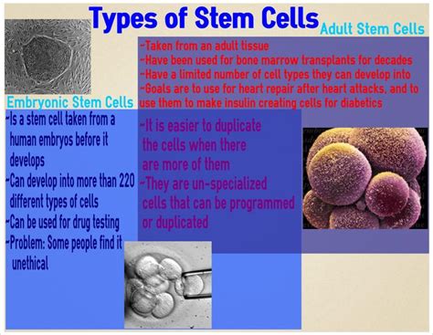 Adult Vs Embryonic Stem Cell Project