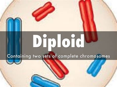 Diploid By 1315031407