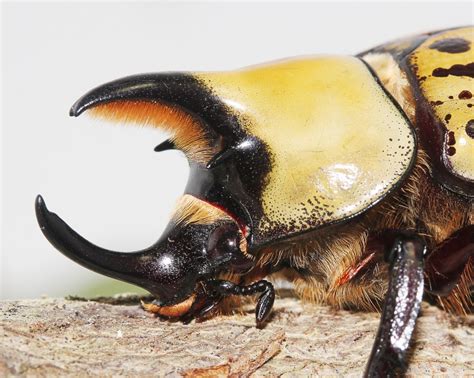 40 Interesting Facts About Hercules Beetles Genus Dynastes Owlcation