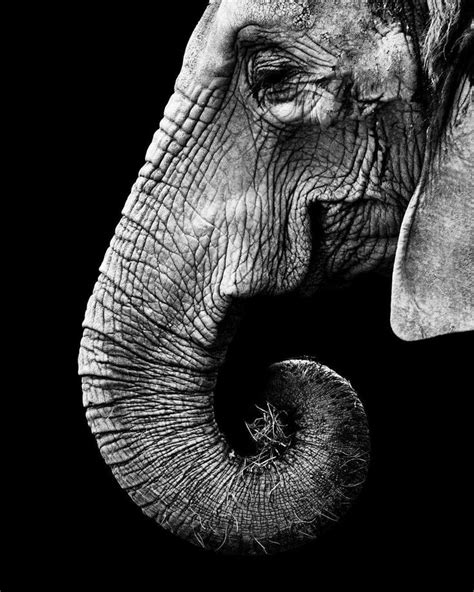 Pin By Min On Artwork Ideas And Inspo Elephant Painting Animal