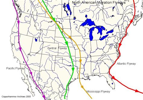 Vogelgrippe Virus And Influenza Pandemie North American Migration