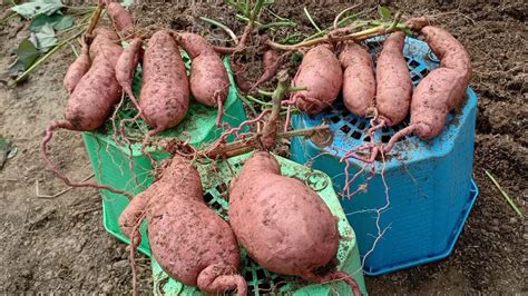 How To Grow Sweet Potatoes In Containers Plant To Harvest Easy Ways