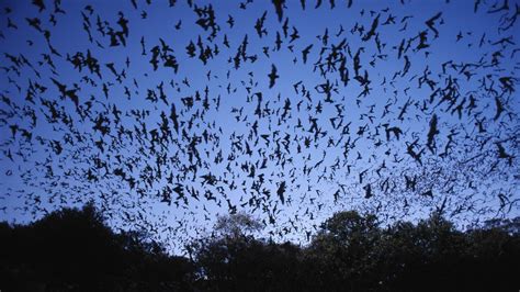 Freedom Caves Texas Mexican Bats Wallpaper 1920x1080 203626
