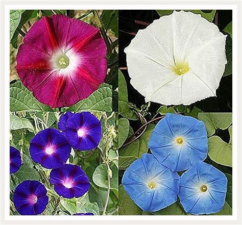 Day And Night Blooming Morning Glory Seed Mix Rare W Moonflower Vine