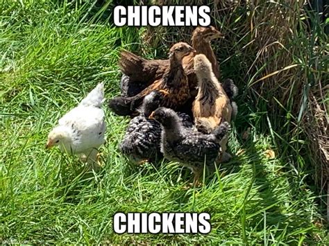 Chickens Imgflip
