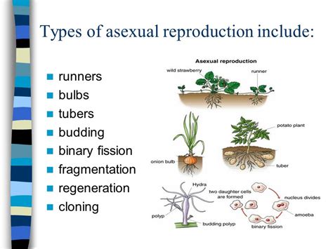 Draw A Mind Map Showing Various Modes Of Asexual Reproduction Pictorial