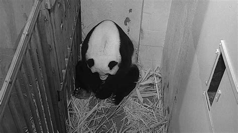 Ve Washingtonské Zoo Se Narodila Panda Na Svět Ji Přivedla