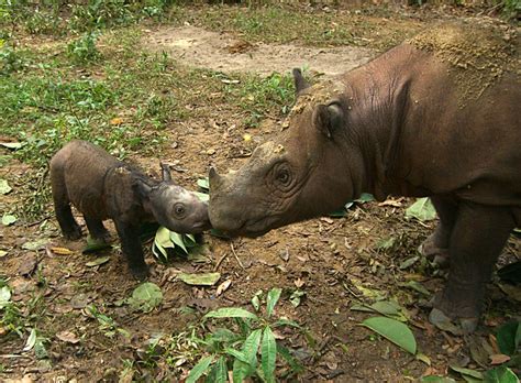 With Just 80 Of Them Left The Sumatran Rhino Could Soon Be Wiped Off From The Face Of The Earth