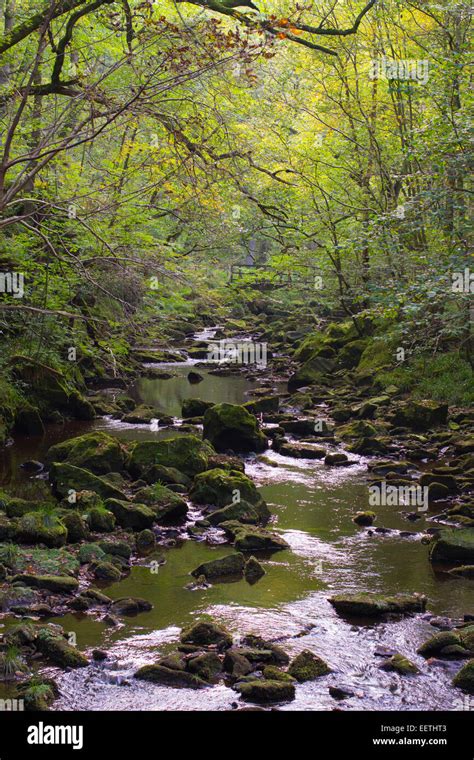 Photograph Of Stream Through Woods In North Yorkshire Moors National