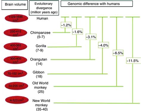 phylogenetic relationships between humans and other primates download scientific diagram