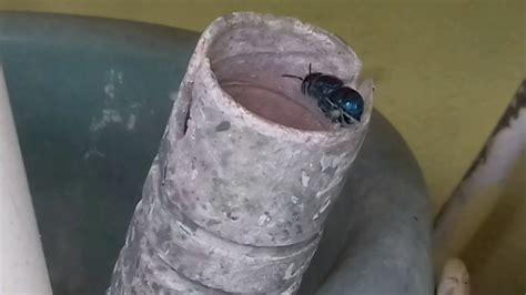 muitos animais no meu quintal - YouTube