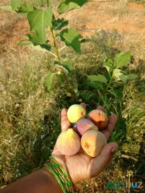 Fresh Anjur Fig Fruits At Rs 120kilogram In Bengaluru Id 16849027491