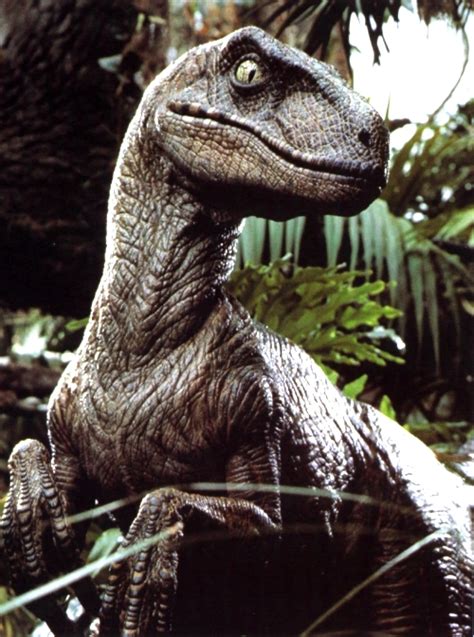 Velociraptor Jurassic Park Non Alien Creatures Wiki Fandom