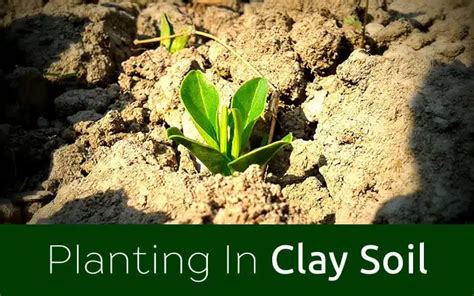 Gardening The Best Plants For Clay Soil Grow In Full Sun And Partial