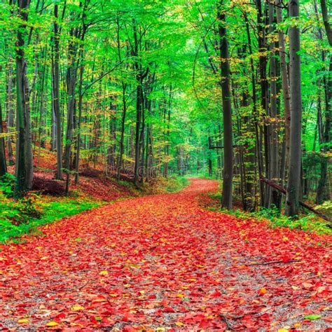 Forest In Europe In Late September Stock Image Image Of Deciduous